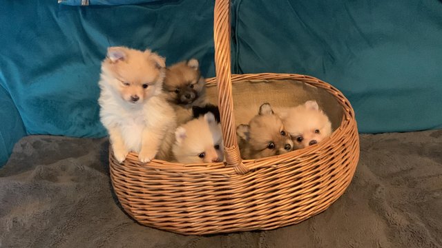 Image 15 of Pomeranian puppies READY