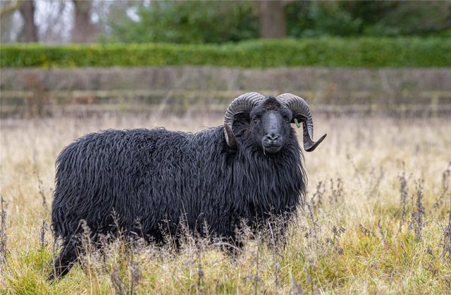 Image 2 of Hebridean Ram Lambs & Shearlings rams for Sale