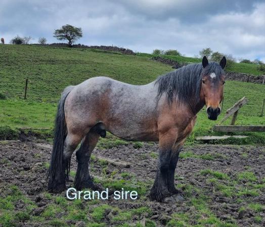 Image 3 of PRE Fusion filly foal to make 16hh