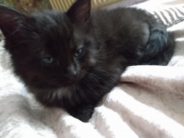Image 10 of URGENT 2 female Black kittens Beautiful ready To Collect