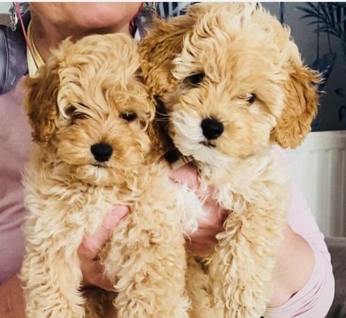 Image 1 of All now reserved ** BEAUTIFUL CAVAPOOCHON PUPPIES