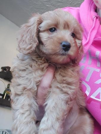 Beautiful F1b tiny toy cavapoo last little girl for sale in Swadlincote, Derbyshire - Image 7