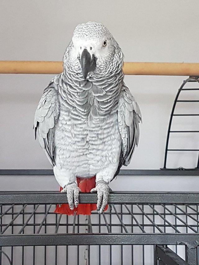 Preview of the first image of Missing! African Grey parrot North Lincolnshire - Reward!.