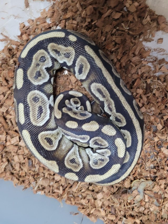 Preview of the first image of 5 year old female cinnamon het pied royal python.