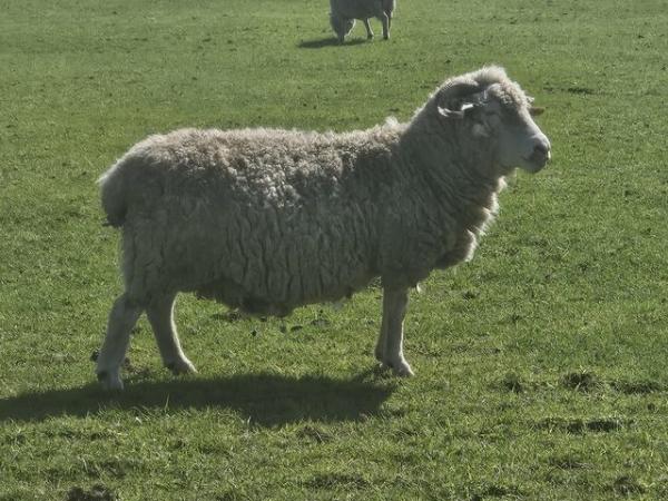 Image 2 of Poll dorset and dorset horn ewes