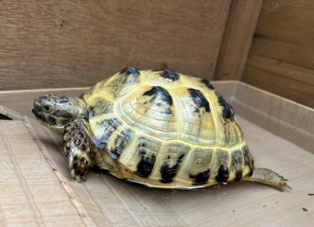 Image 2 of Horsfield Tortoise, Male, 6 Years Old