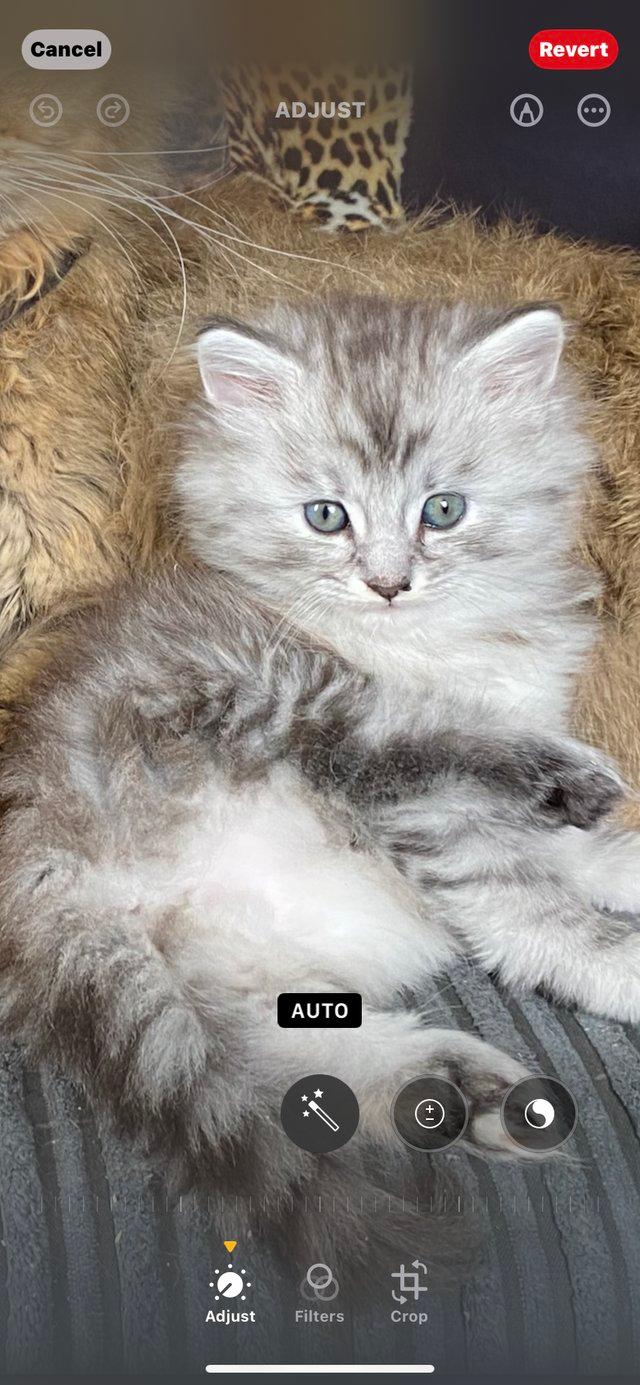 Preview of the first image of 2BEAUTIFUL MAINE COON MIX FEMALES( BOTH RESERVED).