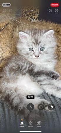 Image 1 of 2BEAUTIFUL MAINE COON MIX FEMALES( BOTH RESERVED)