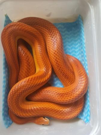 Image 4 of Adult corn snakes male and females