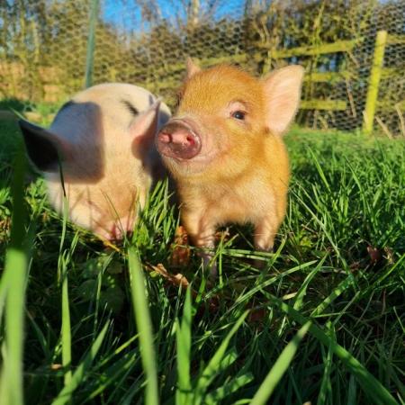 Image 5 of 4 week old Micropigs /minipigs bred from exceptional parents