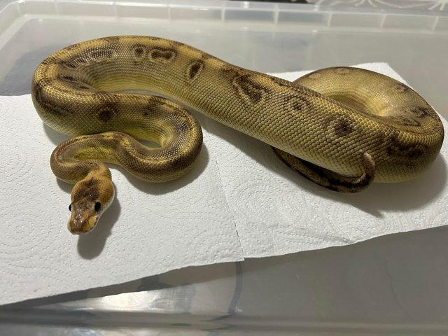 Preview of the first image of Champagne royal python female.