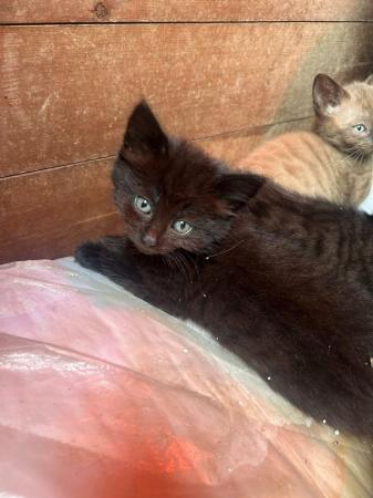 Image 3 of Kittens for sale 2 girls 4 boys