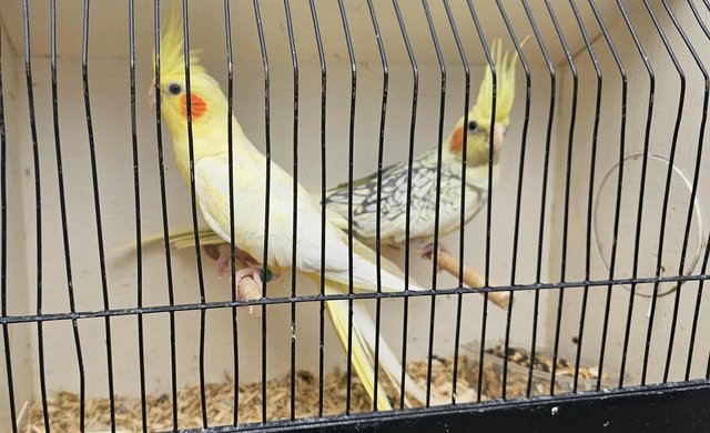 Preview of the first image of Beautiful pair of cockatiels.