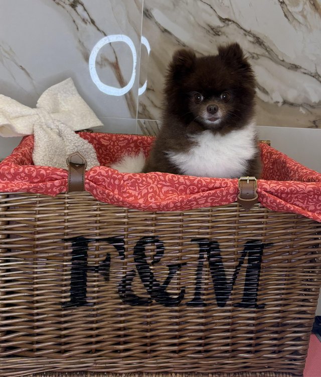 Female Pomeranian looking for a loving home — photo 3 of 4