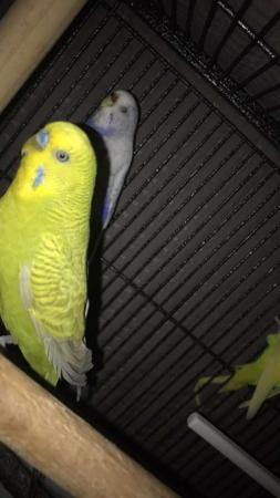 Image 4 of Budgies for rehoming 7/8 birds