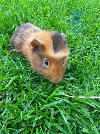 Image 6 of Male and Female Guinea pigs