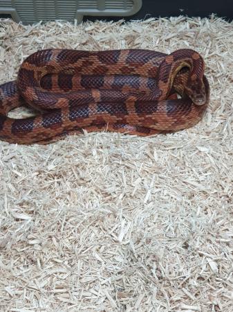 Image 2 of For sale my 1 year old cornsnake