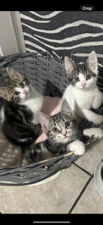 Image 1 of 2 BEAUTIFUL KITTENS LEFT READY NOW REDUCED PRICE