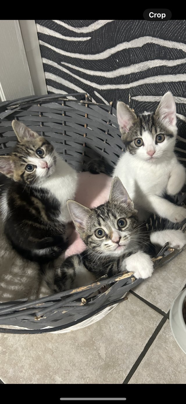 Preview of the first image of 3 Beautiful Kittens ready now.