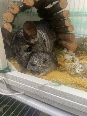 Image 2 of FEMALE CHINCHILLA READY TO LEAVE AT 8 WEEKS