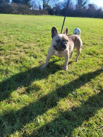 Image 4 of Kc reg french bulldog bitch for sale