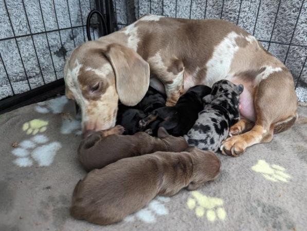 Image 1 of Ready now!!! KC registered miniature dachshunds for sale