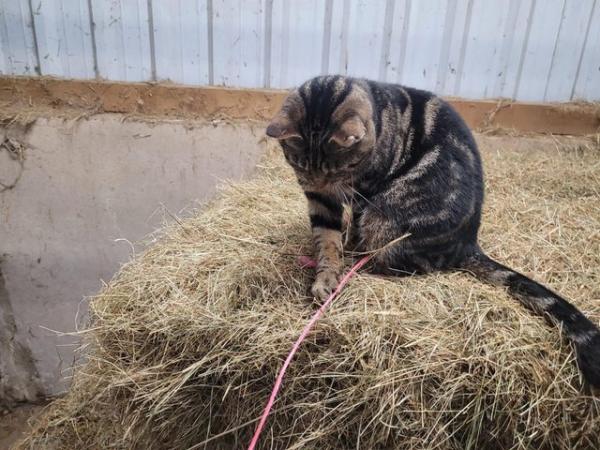 Image 5 of Farm Cat (neutered) for Rehoming with no other cats
