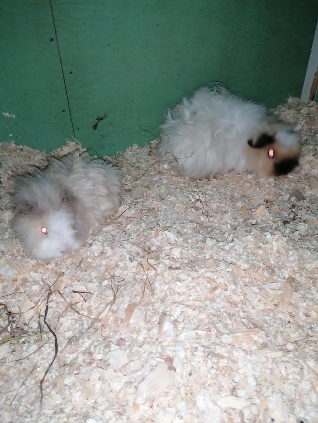 Preview of the first image of Lovely bonded pair of baby Guinea pigs girls.