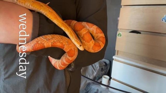 Image 4 of Selling my female corn snake it comes with it’s setup