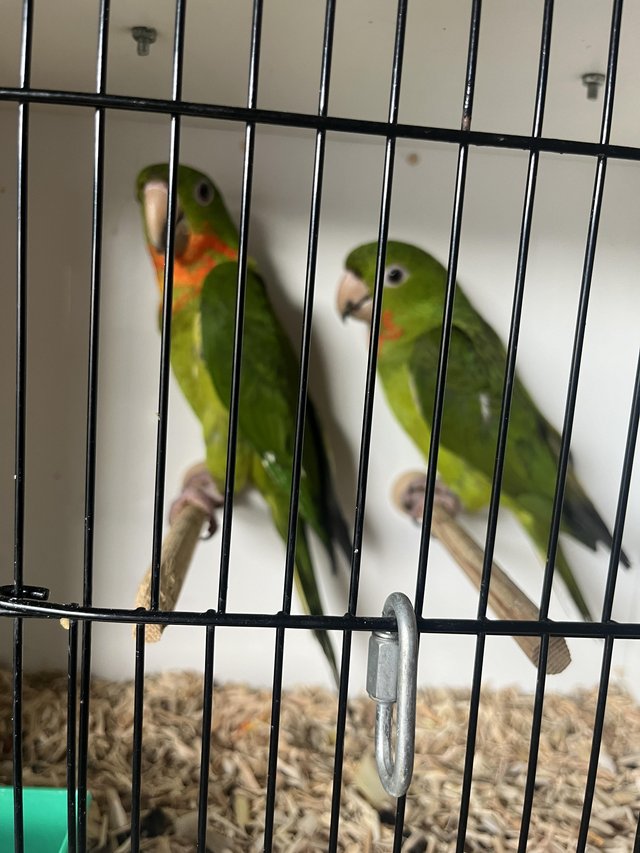 Preview of the first image of 2 pairs Red throated conures.