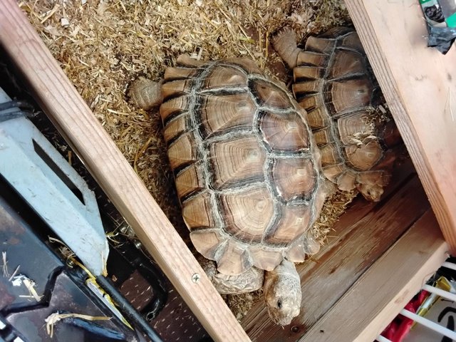Two 7 year old male sulcata tortoises — photo 3 of 4