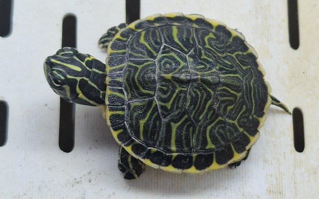 Image 4 of X River Cooter or Musk Turtles Available X
