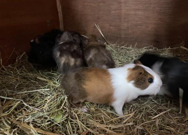 Image 3 of Baby Guinea pigs - males