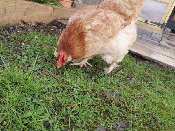 Image 2 of 8 months old faverolle hen for sale