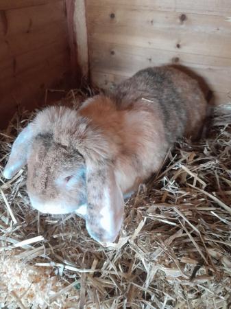 Image 3 of Gorgeous female french lop rabbit