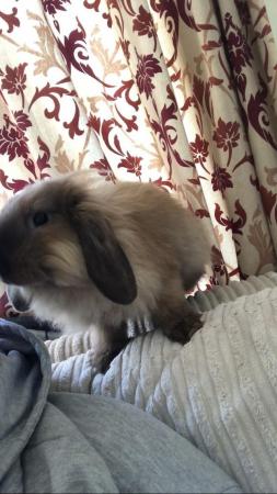 Image 4 of Mini lop male 13 weeks old