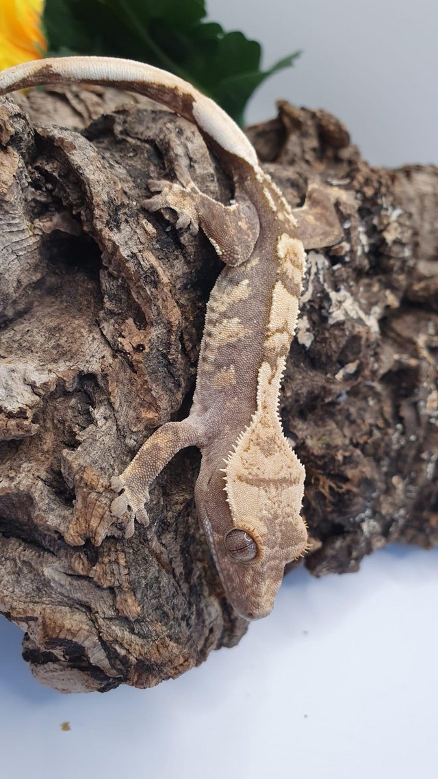 Preview of the first image of Amazing Crested Gecko For Sale.