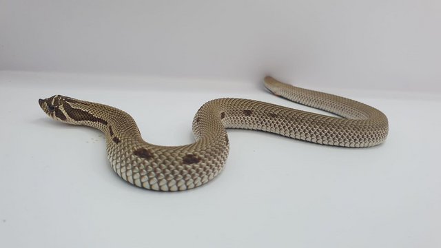Image 3 of Hognose Snakes Superconda for sale various see Description