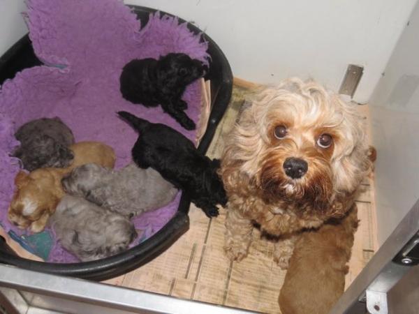 Image 3 of Adorable F1b multicolour cavapoo pups. health tested parents