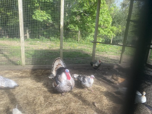 Preview of the first image of Turkeys royal palm breeding pair.