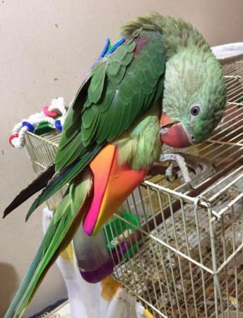 Image 3 of I am giving away my 10 months old female alexandrine parrot.