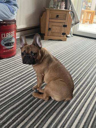 Image 5 of French bulldogs needing new home