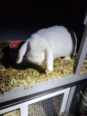 Image 3 of A year old girl bunny. Looking for a new home