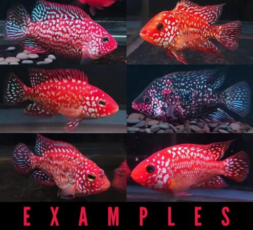 Image 10 of Unfaded Super Red Texas Cichlids