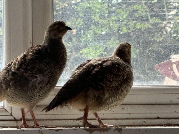 Image 2 of Grey Francolin (male and female)- pair