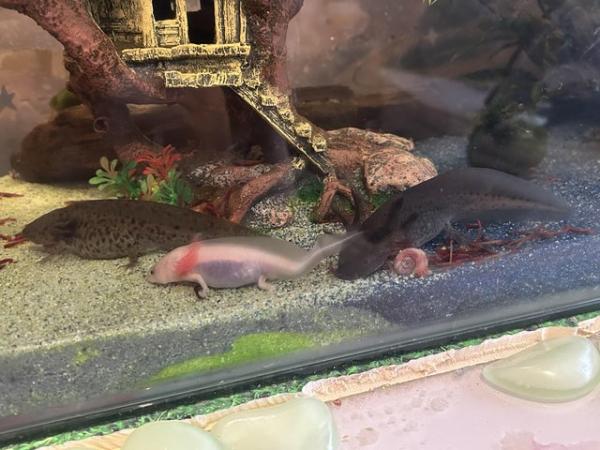 Image 4 of Lovely axolotls looking for new home