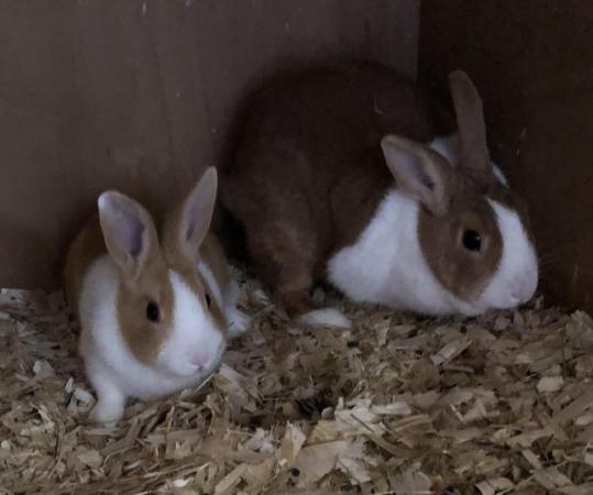 Image 5 of For sale baby Dutch rabbits.
