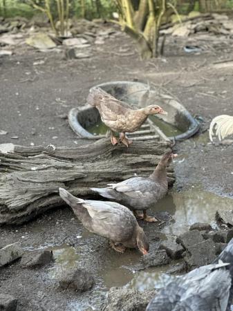Image 3 of Mixture of Muscovy Ducks for sale