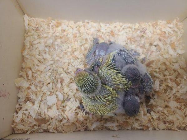 Image 7 of Baby exhibition Budgies for sale