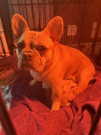 Image 5 of French Bulldog Puppies For Sale
